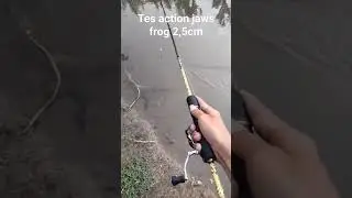 TES ACTION JAWS FROG 2,5CM #jawsfrog #jumpfroglure #jumpfrog #lurefishing #mancing #gabus