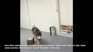 Canine Nose Work training session - focused response