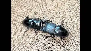 91mm Emperor Giant Flat Stag Beetle VS 88mm Black Ghost Stag Beetle