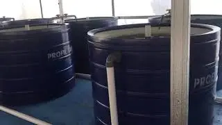 Red Tilapia (aquaculture in aquaponic system at Elon Farm)