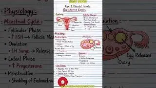 type 1 pubertal female reproductive system #science #shortsfeed #shorts #trending #youtubeshorts