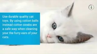 Discount Cat Supplies