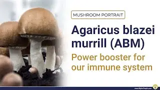 Boost your Immunsystem with Agaricus blazei murill  -  ENGLISH