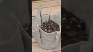 How to make flower growing.