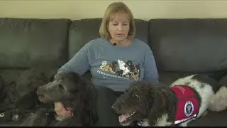 International Assistance Dog Week shines spotlight on dogs who are more than pets