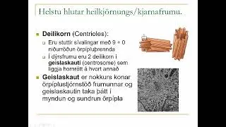 3.4 Heilkj&ouml;rnungar: Deilikorn, geislaskaut, svipur og bifh&aacute;r