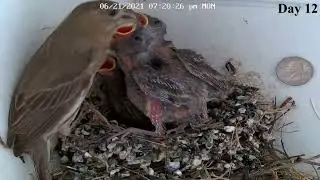 House finches from hatching to flying away X4 speed