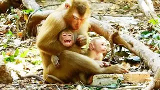 Rainbow monkey shout crying She wanna Monkey Luna to hug her