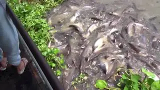 Feeding the Whopper Catfish in the Chao Phraya River in Ayutthaya, Thailand