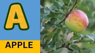 ABC Phonics Song | Alphabet letter sounds | ABC learning for toddlers | Education ABC Nursery Rhymes