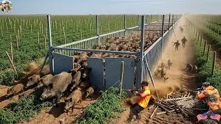 EMERGENCY! Wild Boar Traps Overloaded - Will Hunter Have Time to React with These Wild Boars?