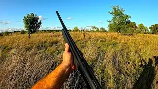 chasse faisan ,tir faisan , chasse petit gibier au chien d'arr&ecirc;t