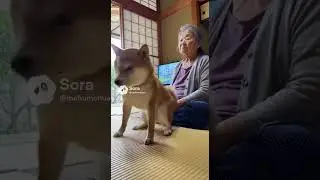 おばあちゃんのオナラに驚く柴犬　#shorts #sora2 #shibainu