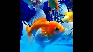 SHORT VIDEO PART 1 FOR QUALITY ORANDA RW