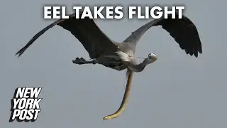 Shocking photo shows snake eel burst out of bird&rsquo;s stomach in midair | New York Post