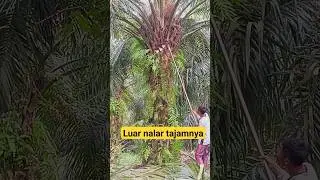 cara pruning pokok sedang yang benar dan betul #shortvideo #sawitmalysia #sawit