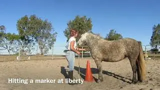How To: Teach Your Horse To Spanish Walk //No Ropes// Liberty