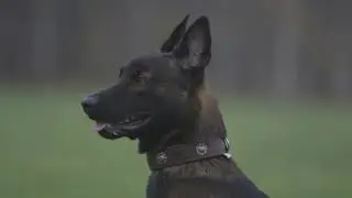 Dog's Finest Hundehalsband - mit Liebe von Hand gefertigt