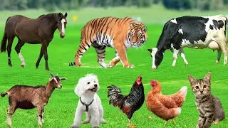 Cute Animal Collection: Cat, Dog, Sheep, Cow, Elephant, Chicken, Goat - Animal Moments