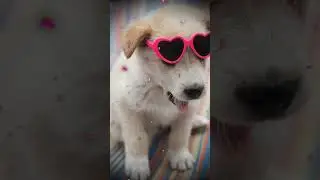 Most Cutest Puppies ever with beautiful song😍❤️&zwj;🩹#dogbreed #cutepet#1000k@Subscribe @Shorts