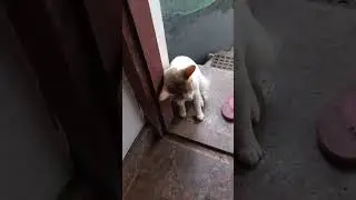 പിണങ്ങിയാൽ അവസാനം ഇങ്ങനെ | RELATIONSHIP | CAT LOVER | ANGRY CAT | #cat #catlover