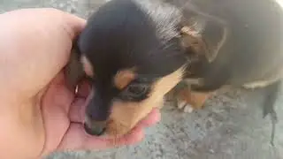 Снежка и Тедди