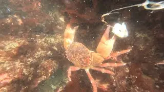 Catching Rock Crab and Huge Eel From The Tidepool