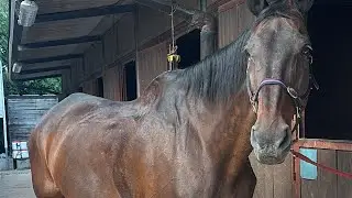 Grooming my horse before to ride her