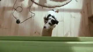 TUTTI DOG