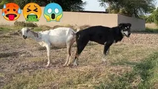 awesome dogs mating season/animal Educational videos 🐕🐶