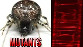 Red Thread Spiders Were Created in Laboratory