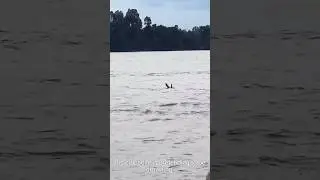 He&rsquo;s Not Drowning&hellip; It&rsquo;s a TRAP! 😨 (Wait for it) #natureIsscary #trap #shorts