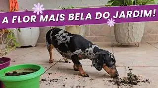UM DIA DE JARDINAGEM COM A MOLLY - A MINI DACHSHUND🌼🐾
