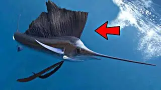 El Pez Vela es el Animal Marino Más Rápido Del Mundo Por Esto...