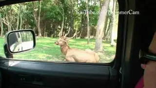 HummerCam Episode: Virginia Safari Park Zoo