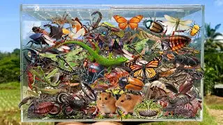 I Am catching insects in the garden, I got Grasshopper, Beetle, Scorpion, Millipede, Gecko, Hamster