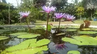 Nymphaea Nouchali (Manel Flower - Sri Lanka) - June 13, 2025