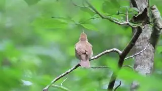 Swainson's Warbler singing along the Edisto