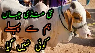 ROJHAN Cow Mandi | Cute Baby Cows & Bulls Collection for Bakra Eid 2022 | Cattle Market Karachi