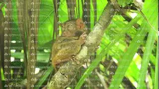 Funny Philippine tarsier Tarsius syrichta . Bohol Philippines