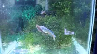 Fundulopanchax sjoestedti Niger Delta breeding....