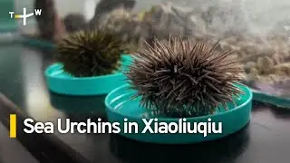 Surge in Sea Urchin Population Threatens Xiaoliuqiu's Tourism Industry | TaiwanPlus News