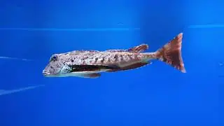 SeaLife in Croatia | Akvarij Ba&scaron;ka | #croatia #sealife #seahorses #travel
