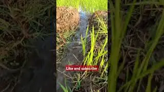 #agriculturalsystem #dhan #farming #apna khet#kheti apni#
