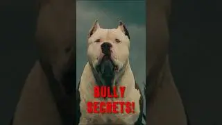 5 Crazy American Bully Facts You Need to Know! #americanbully #dogfacts #dog #shorts