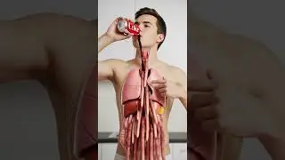 What Happens When You Drink Coca-Cola? | 3D Digestive System Animation