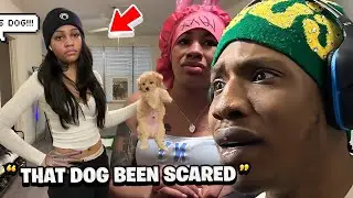 TeMoB Reacts To Aspen Kartier Dog Situation &  Jada Response To It