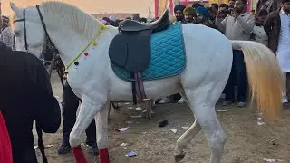 ￼￼Muktsar Sahib De Mele Te Ghode 🐎🐎🐎🐎🐎🐎