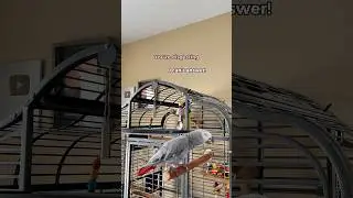 Birds don&rsquo;t walk&hellip; but they do disrespect. 🐦💩🤣 #parrot #funnyparrot #talkingparrot #bird