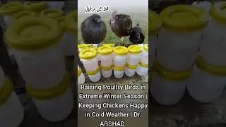Raising Poultry Birds in Extreme Winter Season | Keeping Chickens Happy in Cold Weather | Part 2